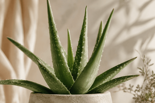 Duft des Monats: Aloe Vera – Die Wissenschaft hinter besonderen Düften - Somnia Lucis