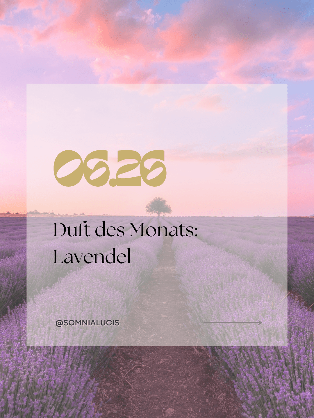 Duft des Monats: Lavendel  – Die Wissenschaft hinter besonderen Düften - Somnia Lucis