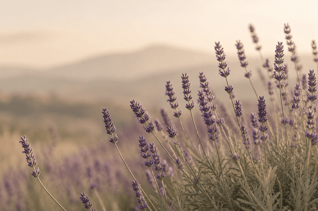 Duft des Monats: Lavendel  – Die Wissenschaft hinter besonderen Düften - Somnia Lucis