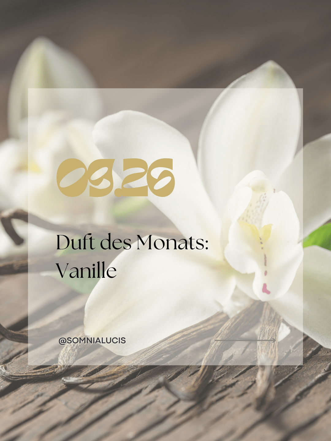 Duft des Monats: Vanille – Die Wissenschaft hinter besonderen Düften - Somnia Lucis