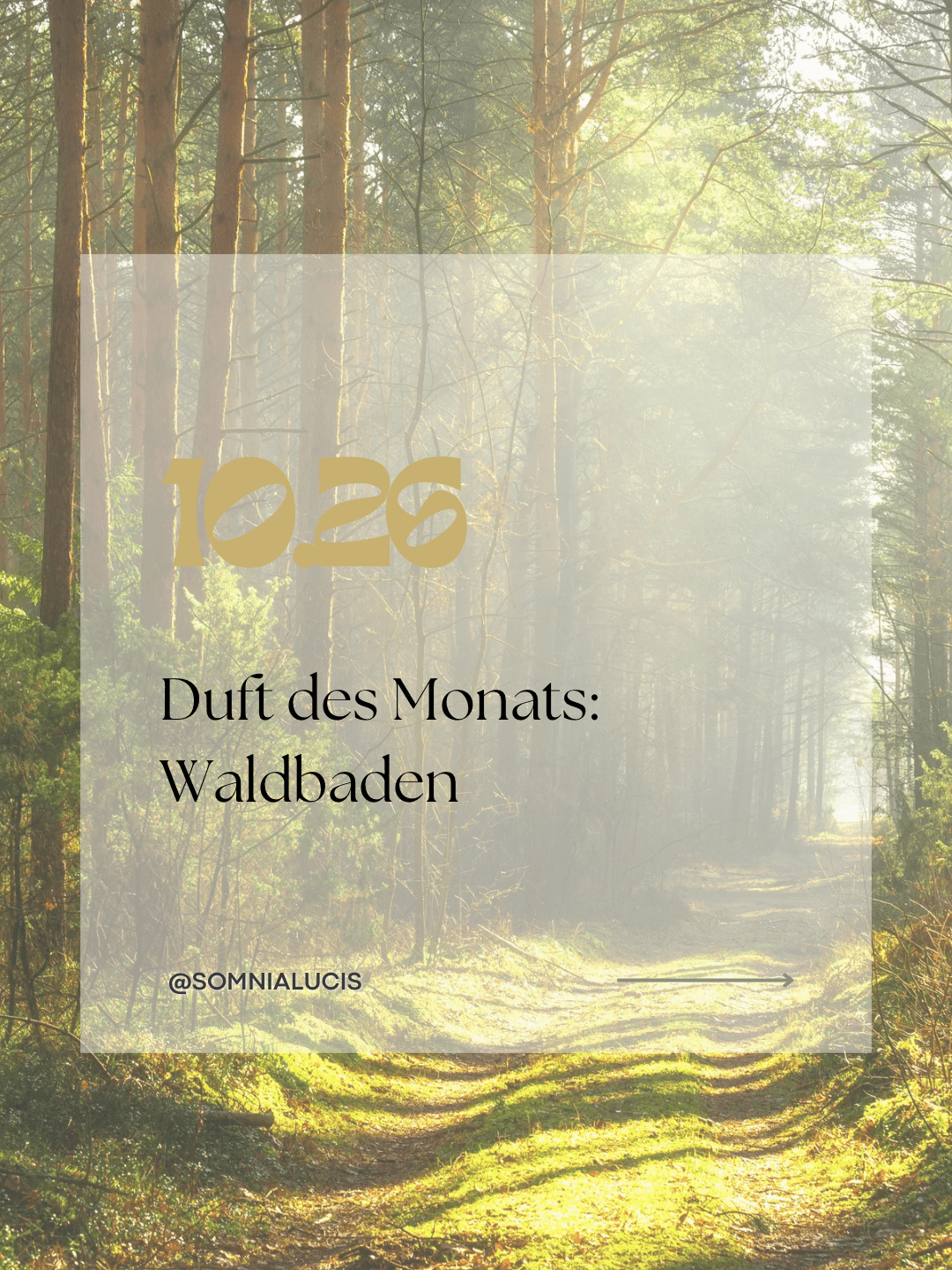 Duft des Monats: Waldbaden – Die Wissenschaft hinter besonderen Düften - Somnia Lucis